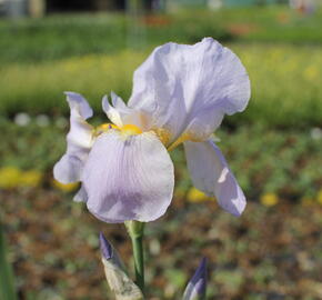 Kosatec německý 'Blue Rhytm' - Iris barbata-elatior 'Blue Rhytm'