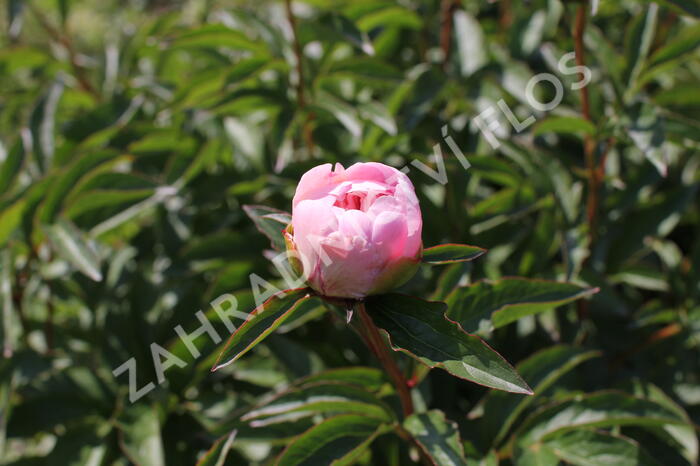 Pivoňka bělokvětá 'Do Tell' - Paeonia lactiflora 'Do Tell'