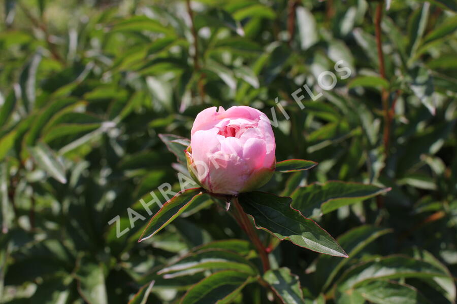 Pivoňka bělokvětá 'Do Tell' - Paeonia lactiflora 'Do Tell'