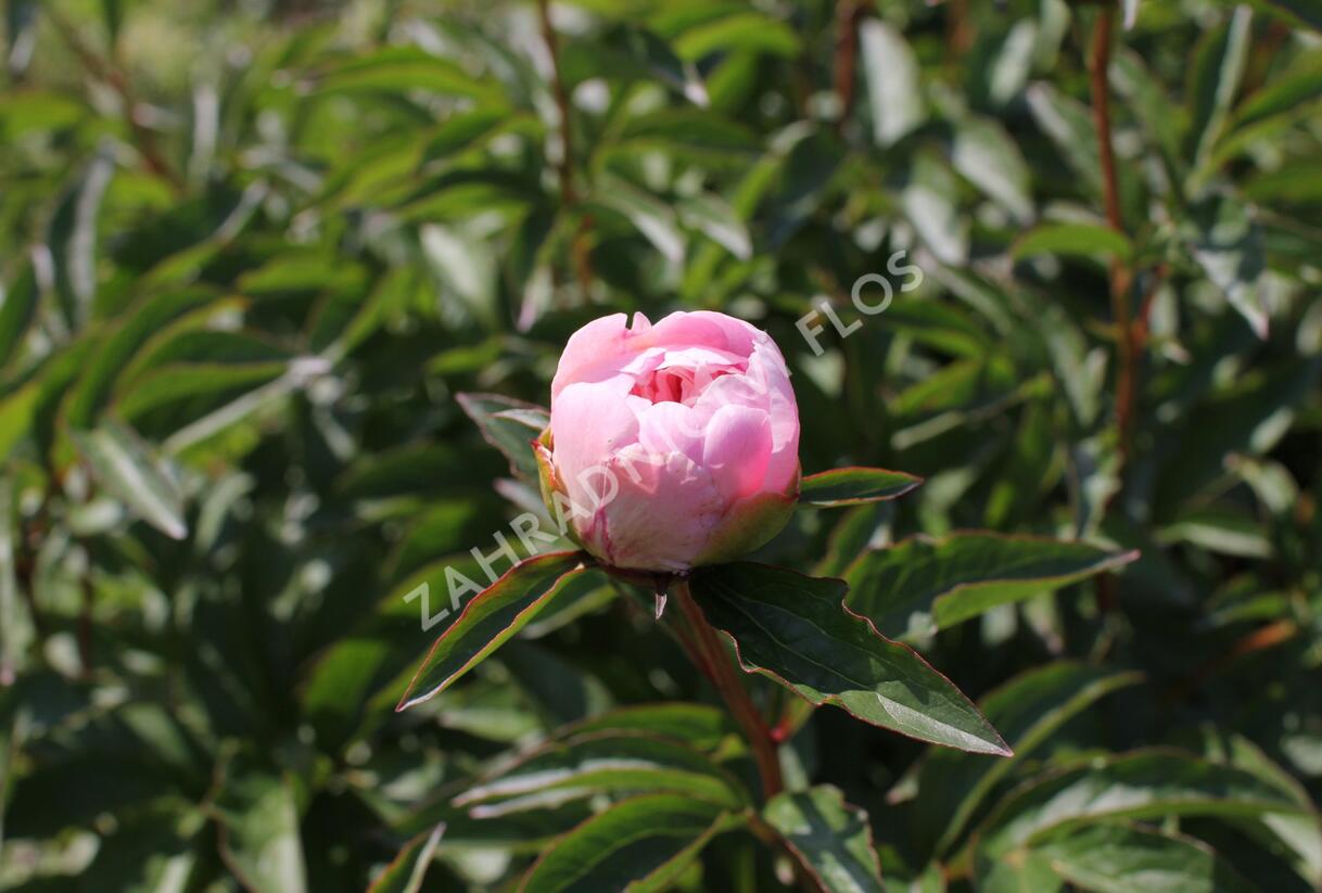 Pivoňka bělokvětá 'Do Tell' - Paeonia lactiflora 'Do Tell'
