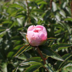 Pivoňka bělokvětá 'Do Tell' - Paeonia lactiflora 'Do Tell'