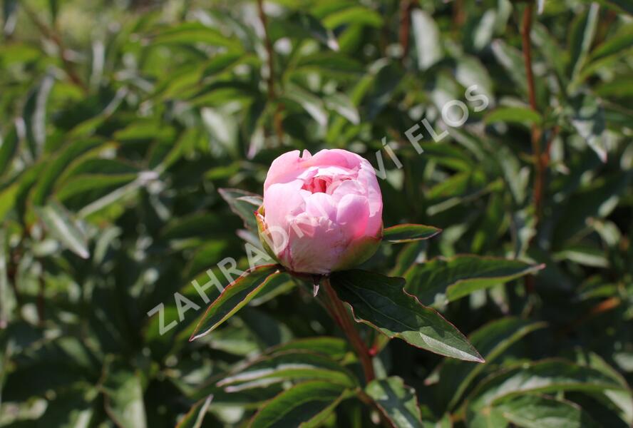 Pivoňka bělokvětá 'Do Tell' - Paeonia lactiflora 'Do Tell'