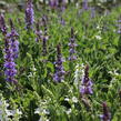 Šalvěj hajní 'Blue Hills' - Salvia nemorosa 'Blue Hills'