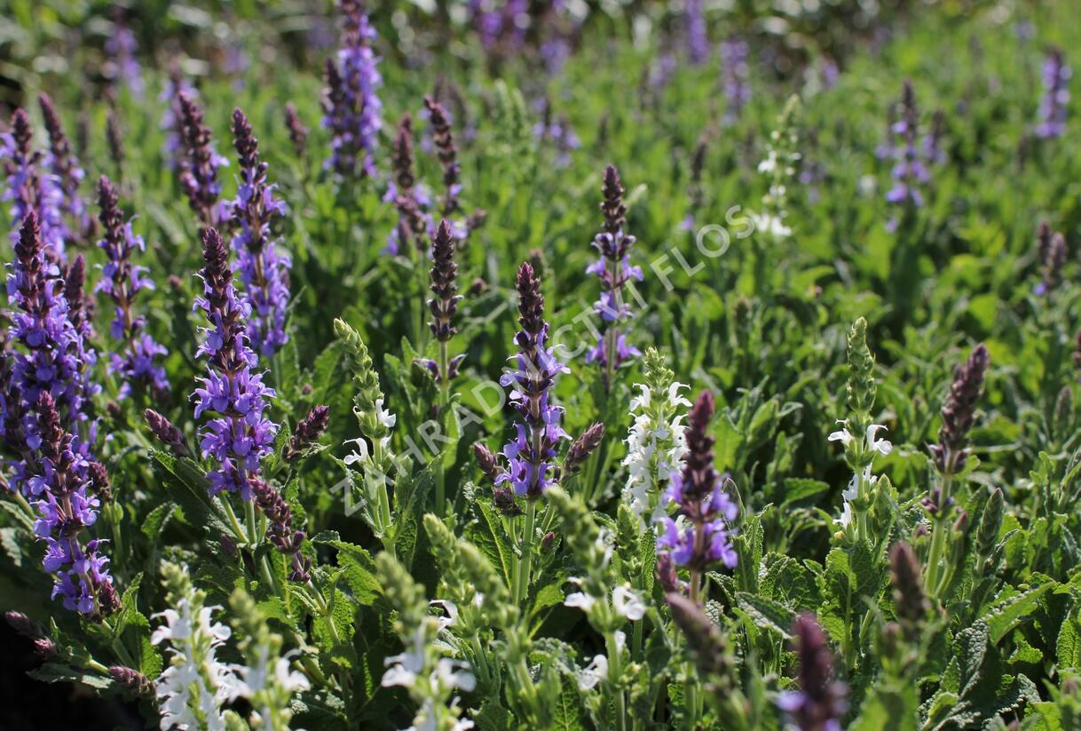 Šalvěj hajní 'Blue Hills' - Salvia nemorosa 'Blue Hills'