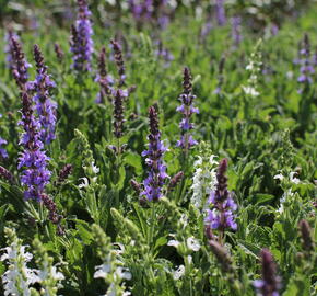 Šalvěj hajní 'Blue Hills' - Salvia nemorosa 'Blue Hills'