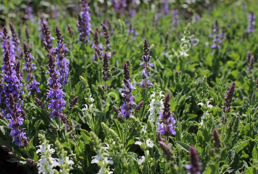 Šalvěj hajní 'Blue Hills' - Salvia nemorosa 'Blue Hills'
