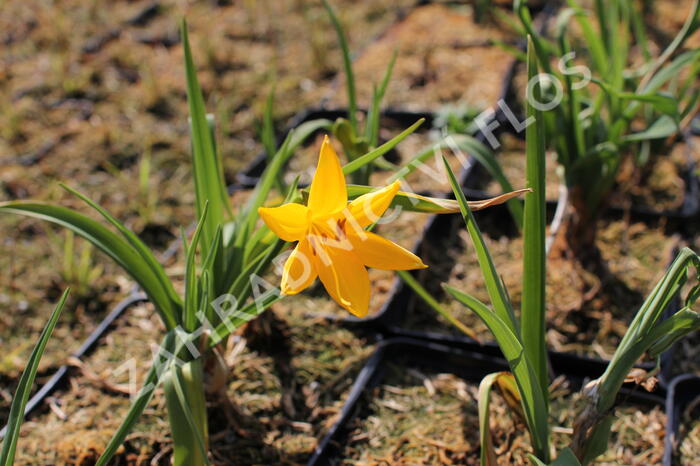 Denivka žlutá - Hemerocallis lilioasphodelus