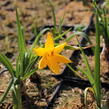 Denivka žlutá - Hemerocallis lilioasphodelus