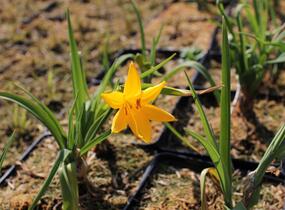 Denivka žlutá - Hemerocallis lilioasphodelus