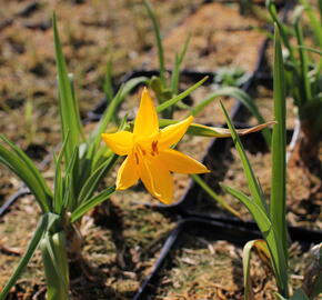 Denivka žlutá - Hemerocallis lilioasphodelus