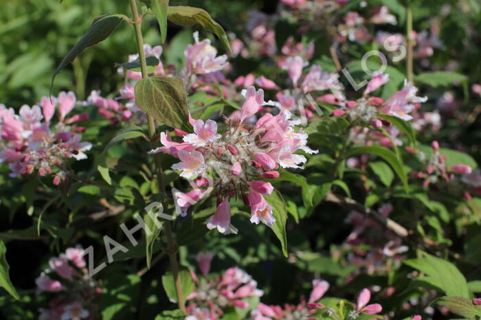 Kolkvície krásná 'Pink Cloud' - Kolkwitzia amabilis 'Pink Cloud'