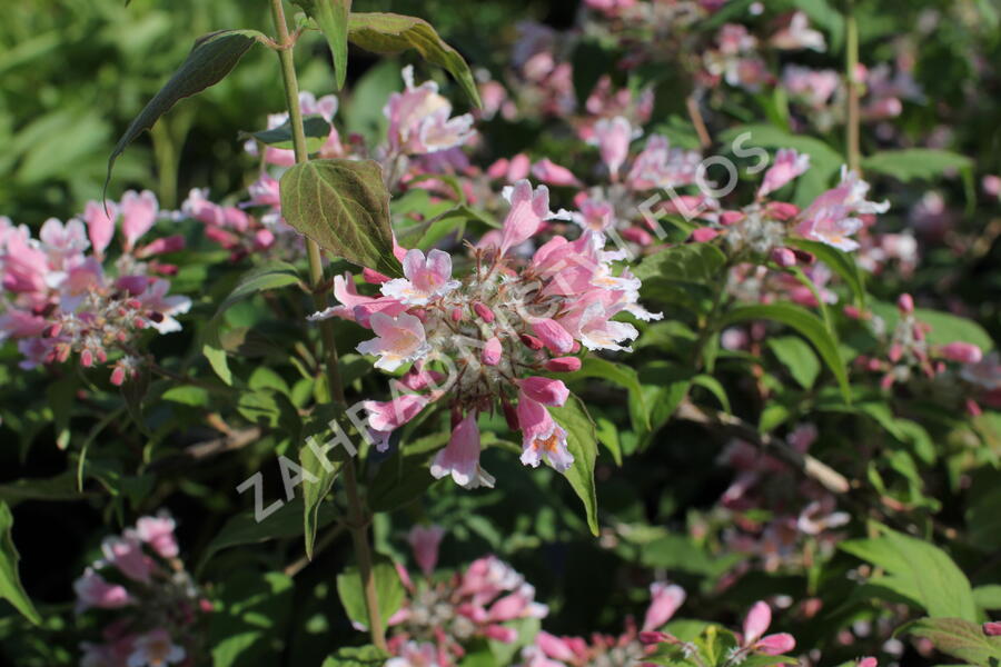 Kolkvície krásná 'Pink Cloud' - Kolkwitzia amabilis 'Pink Cloud'