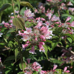 Kolkvície krásná 'Pink Cloud' - Kolkwitzia amabilis 'Pink Cloud'