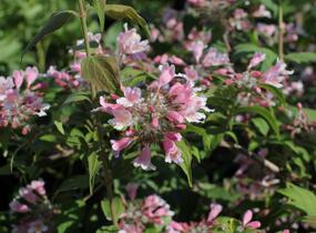 Kolkvície krásná 'Pink Cloud' - Kolkwitzia amabilis 'Pink Cloud'