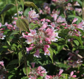 Kolkvície krásná 'Pink Cloud' - Kolkwitzia amabilis 'Pink Cloud'