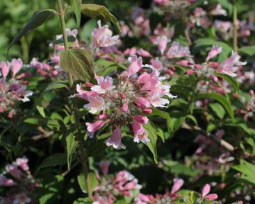 Kolkvície krásná 'Pink Cloud'