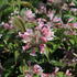 kolkvicie-krasna-pink-cloud.jpg