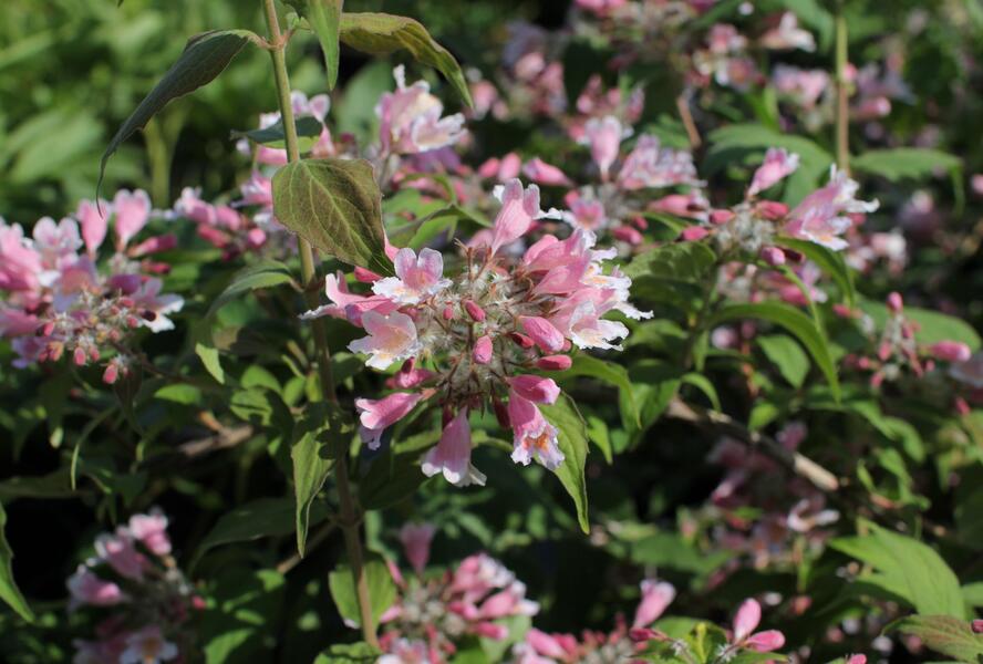 Kolkvície krásná 'Pink Cloud' - Kolkwitzia amabilis 'Pink Cloud'