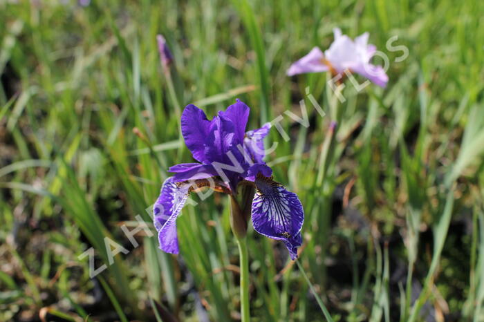 Kosatec sibiřský 'Pleasures of May' - Iris sibirica 'Pleasures of May'