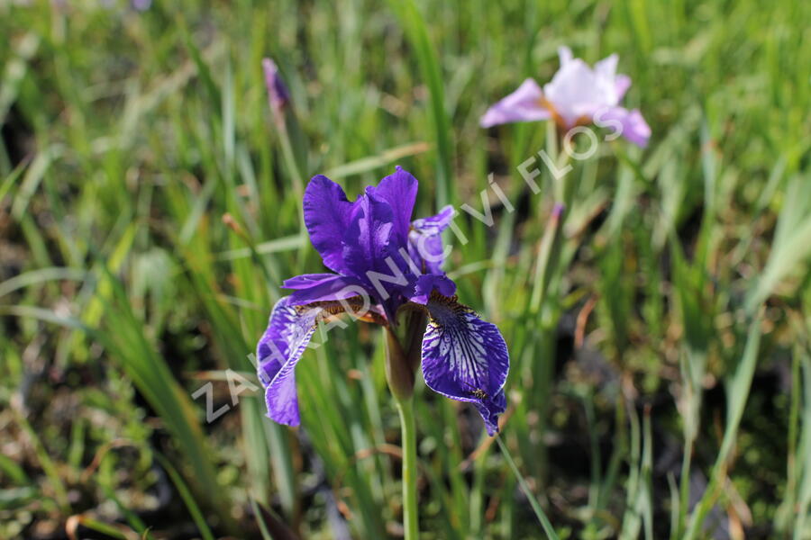 Kosatec sibiřský 'Pleasures of May' - Iris sibirica 'Pleasures of May'