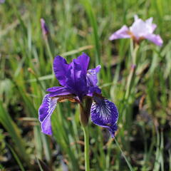 Kosatec sibiřský 'Pleasures of May' - Iris sibirica 'Pleasures of May'