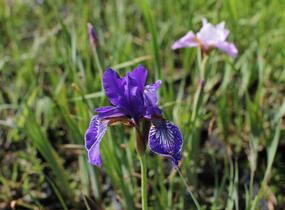 Kosatec sibiřský 'Pleasures of May' - Iris sibirica 'Pleasures of May'