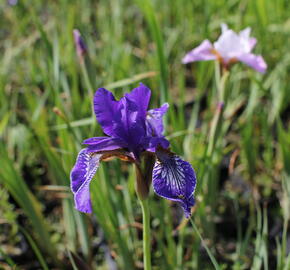 Kosatec sibiřský 'Pleasures of May' - Iris sibirica 'Pleasures of May'