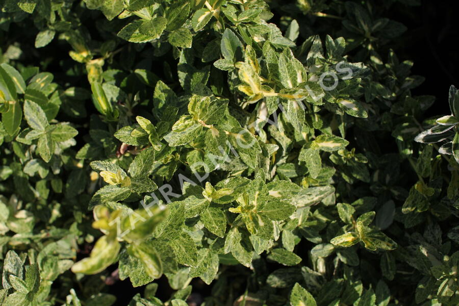 Brslen Fortuneův 'Harlequin' - Euonymus fortunei 'Harlequin'