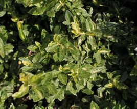 Brslen Fortuneův 'Harlequin'