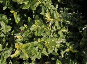 Brslen Fortuneův 'Harlequin' - Euonymus fortunei 'Harlequin'