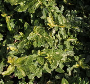Brslen Fortuneův 'Harlequin' - Euonymus fortunei 'Harlequin'