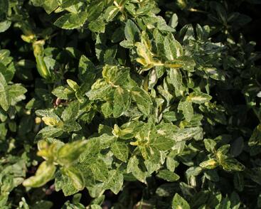 Brslen Fortuneův 'Harlequin'