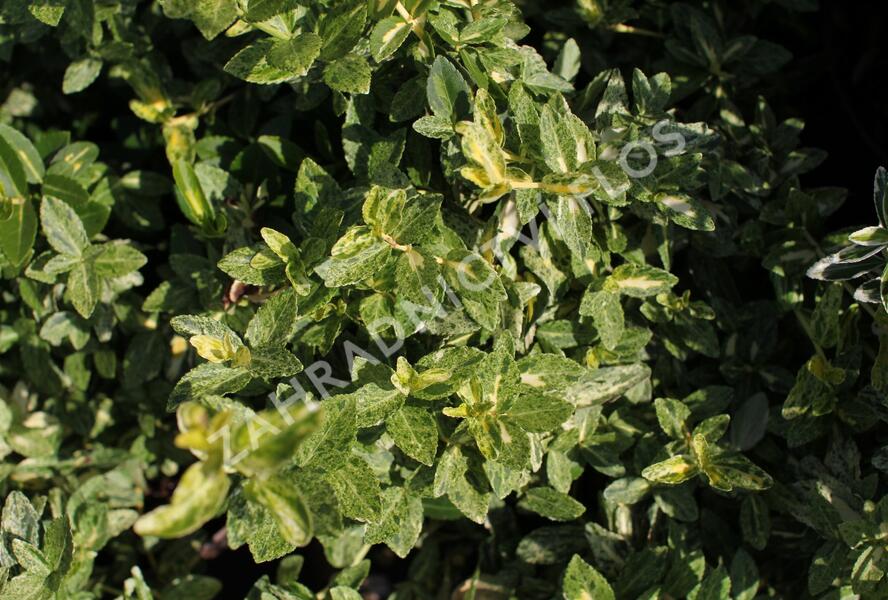 Brslen Fortuneův 'Harlequin' - Euonymus fortunei 'Harlequin'