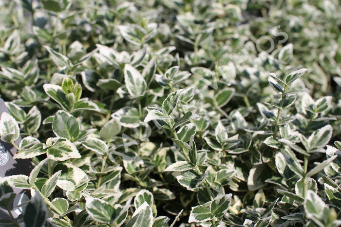 Brslen Fortuneův 'Emerald Gaiety' - Euonymus fortunei 'Emerald Gaiety'