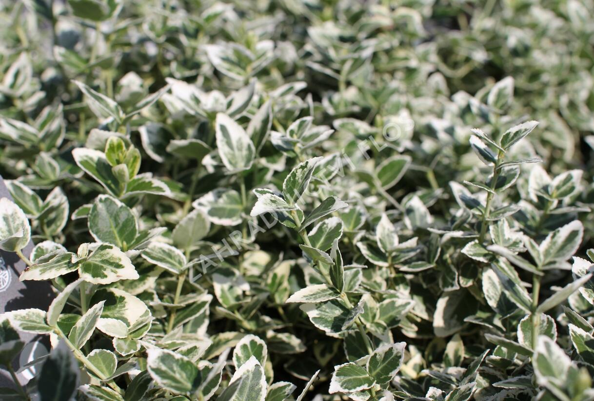 Brslen Fortuneův 'Emerald Gaiety' - Euonymus fortunei 'Emerald Gaiety'
