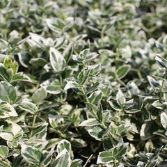 Brslen Fortuneův 'Emerald Gaiety' - Euonymus fortunei 'Emerald Gaiety'