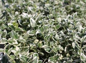 Brslen Fortuneův 'Emerald Gaiety' - Euonymus fortunei 'Emerald Gaiety'
