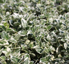 Brslen Fortuneův 'Emerald Gaiety' - Euonymus fortunei 'Emerald Gaiety'