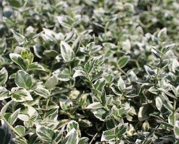 Brslen Fortuneův 'Emerald Gaiety'