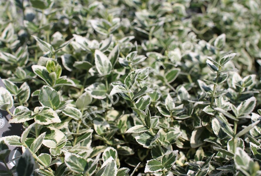 Brslen Fortuneův 'Emerald Gaiety' - Euonymus fortunei 'Emerald Gaiety'