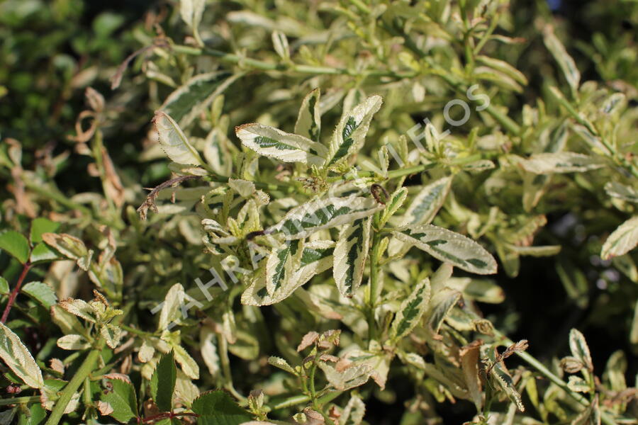 Latnatec 'Lemon and Lime' - Ceanothus 'Lemon and Lime'