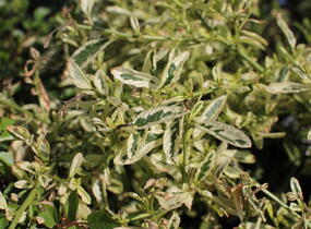 Latnatec kytkokvětý 'Lemon and Lime' - Ceanothus thyrsiflorus 'Lemon and Lime'