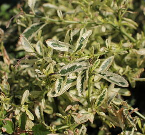 Latnatec 'Lemon and Lime' - Ceanothus 'Lemon and Lime'