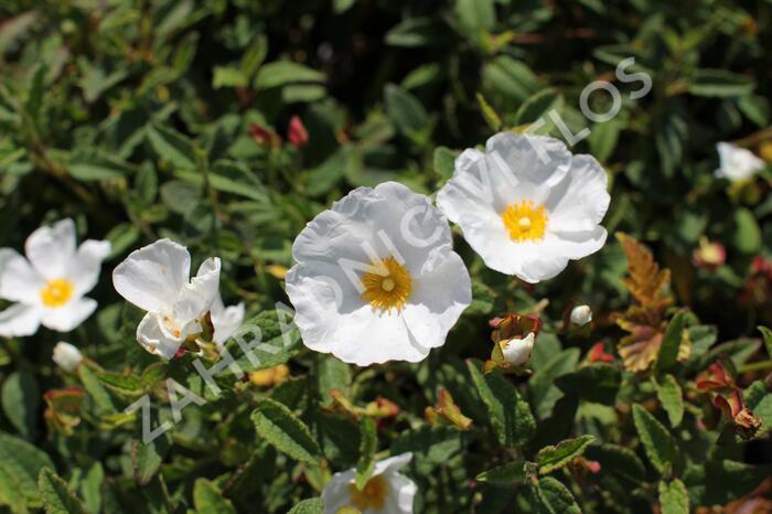 Cist, skalní růže - Cistus corbariensis