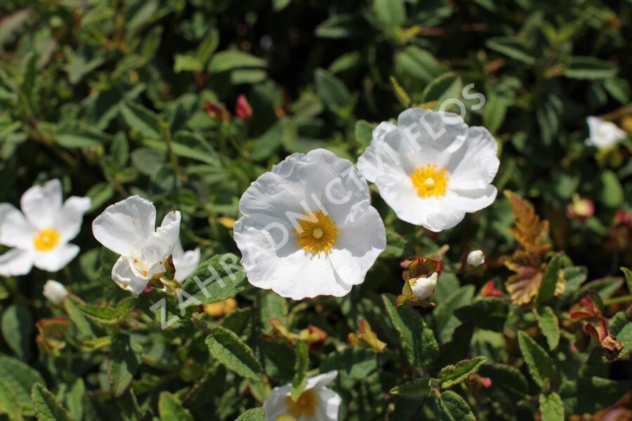 Cist, skalní růže - Cistus corbariensis