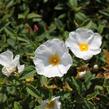 Cist, skalní růže - Cistus corbariensis