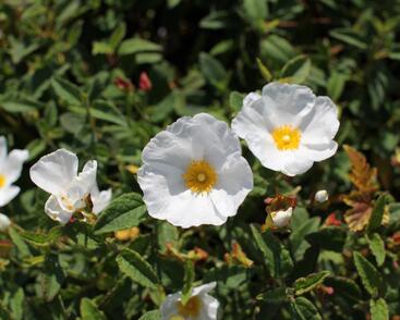 Cist, skalní růže