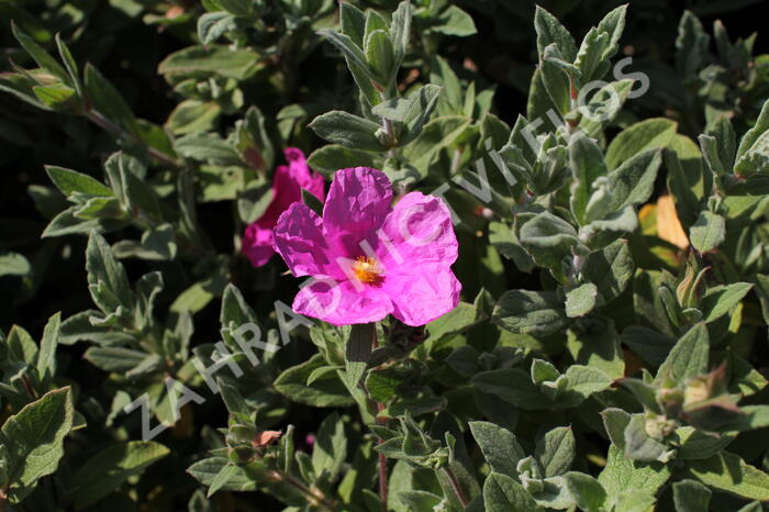 Cist, skalní růže 'Sunset' - Cistus pulverulentus 'Sunset'