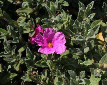 Cist, skalní růže 'Sunset'