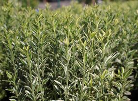 Brslen japonský 'Aureovariegatus' - Euonymus japonicus 'Aureovariegatus'